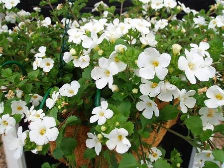 Learn How Bacopa Will Help You Retain Information